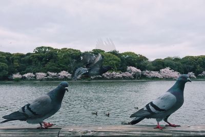 bird