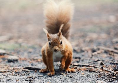 Close-up portrait of squirrel on field