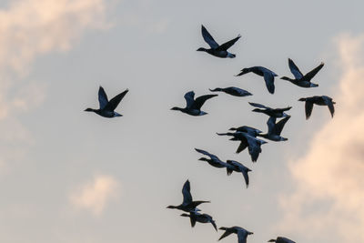 Low angle view of birds flying against sky