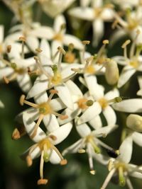 Close-up of white flowering plant