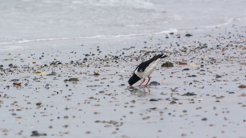 Digging in the sand