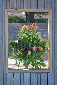 Close-up of potted plant on window sill