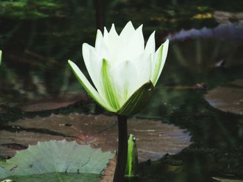 Close-up of water lily blooming outdoors