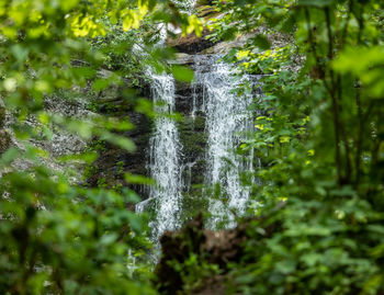 Scenic view of waterfall in forest