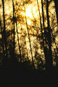 Low angle view of bare trees against sunset