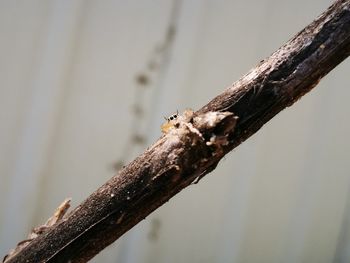 Close-up of lizard on tree trunk