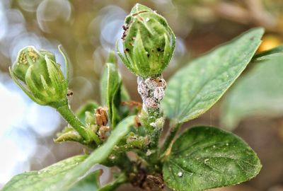 Close-up of plant