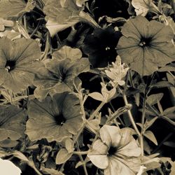 Full frame shot of plants