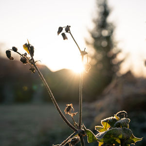 Close-up of plant on field against sky during sunset