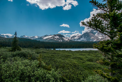 Scenic view of forest against sky
