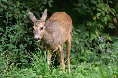 Roe deer in forest, capreolus capreolus. wild roe deer in nature.