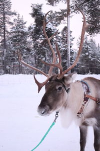 Reindeer in snow 