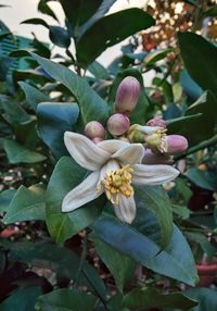 Close-up of flowers blooming on tree