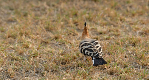 Close-up of bird on field