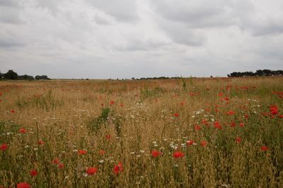 Scenic view of field against cloudy sky