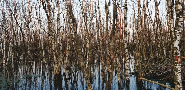 Panoramic shot of bare trees in forest