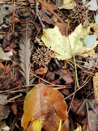 High angle view of dry leaves on field