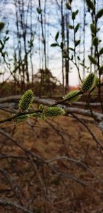 Close-up of plant growing on land