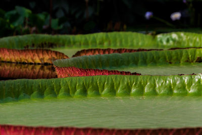 Close-up of flowers against blurred background