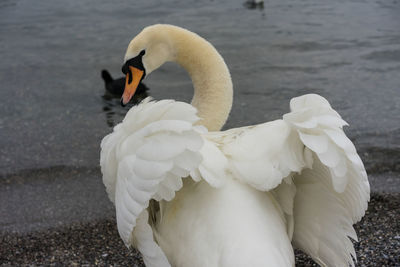 Close-up of swan in lake