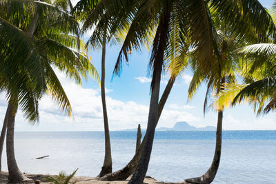 Palm trees on beach against sky