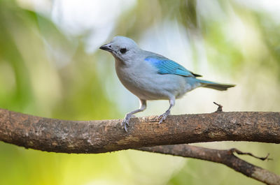 Close-up of bird perching on branch