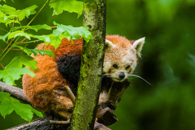 Close-up of a squirrel on tree