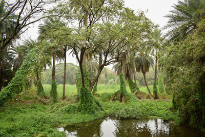 Trees by lake in forest