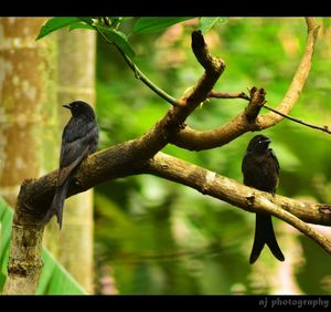Bird perching on branch