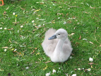 High angle view of duck on field