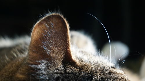 close-up