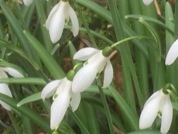 Close-up of white flowers blooming outdoors