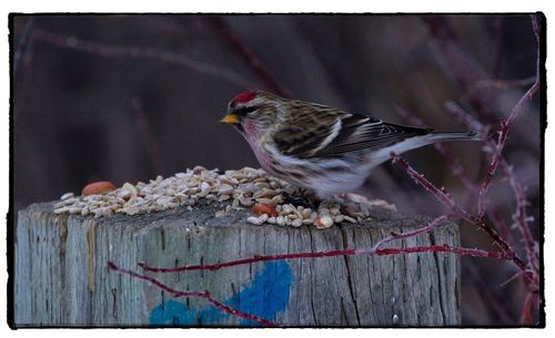 Close-up of bird perching on feeder