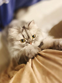 Portrait of cat relaxing on bed