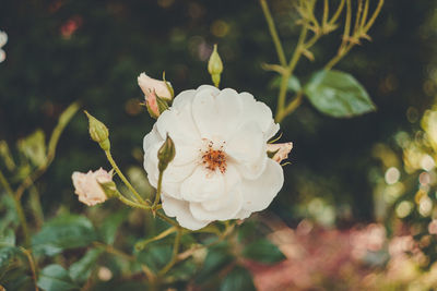 Close-up of white rose