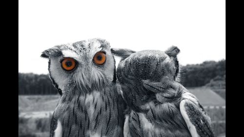 Close-up of birds against clear sky