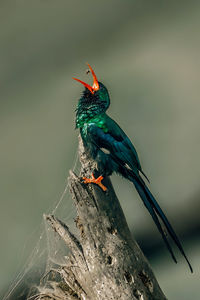 Violet wood hoopoe at lake nakuru national park