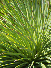 Full frame shot of plant