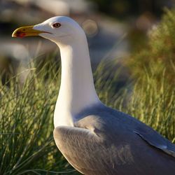 Close-up of a bird