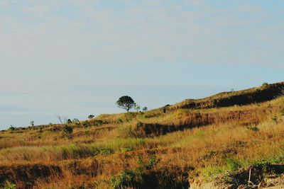 Scenic view of grassy field against sky