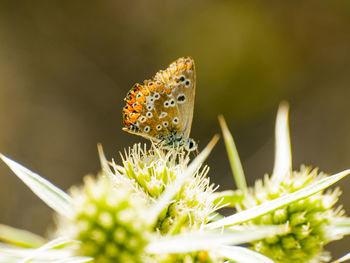 Close-up of butterfly on flower