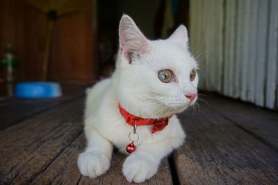 Close-up of white cat on wooden floor