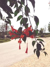 Close-up of red berries on tree against sky