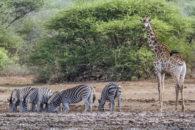 Zebras and giraffe standing on field