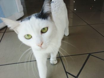 Portrait of white cat