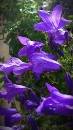 Close-up of purple flowers blooming outdoors