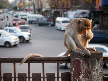 Close-up of looking at railing in city