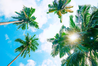 Low angle view of palm trees against sky