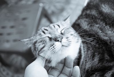 Woman's hand petting cat