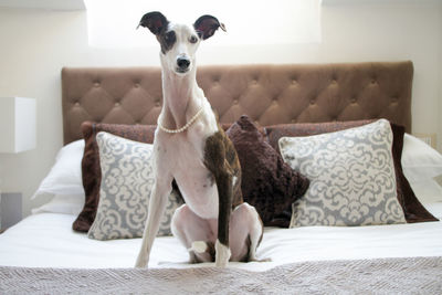 Dog relaxing on sofa at home